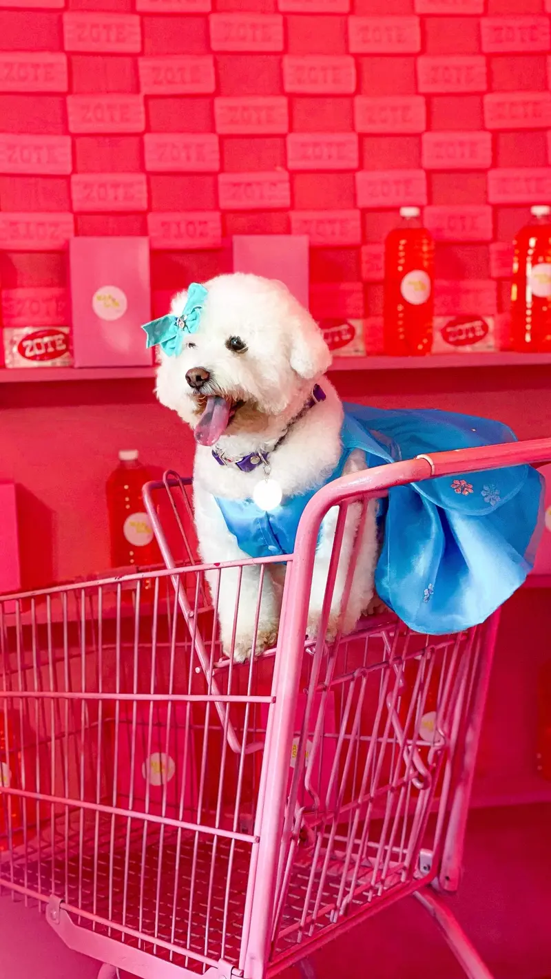 @hannah_minipoodle: moda canina que enamora en Instagram