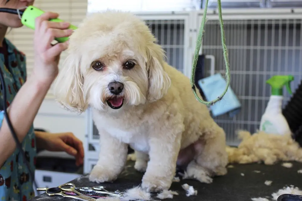 Perro poodle blanco siendo peinado durante una sesion de grooming, referencia al contenido de moda canina en Instagram Mexico